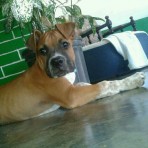 Tyson